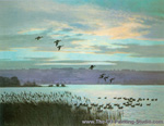 Wigeon at Dusk painting for sale