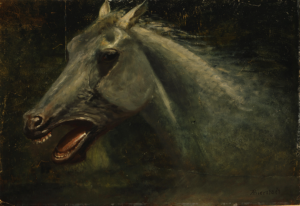 Albert Bierstadt A Wild Stallion  oil painting reproduction
