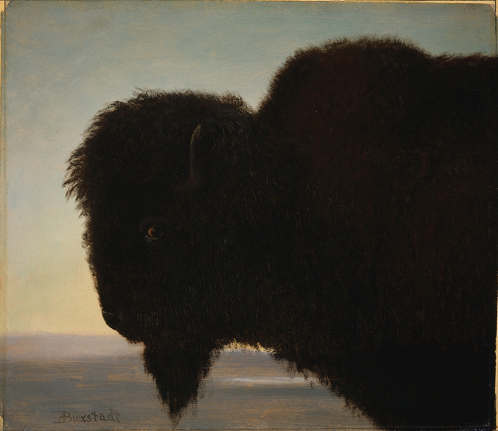 Albert Bierstadt Buffalo Head oil painting reproduction