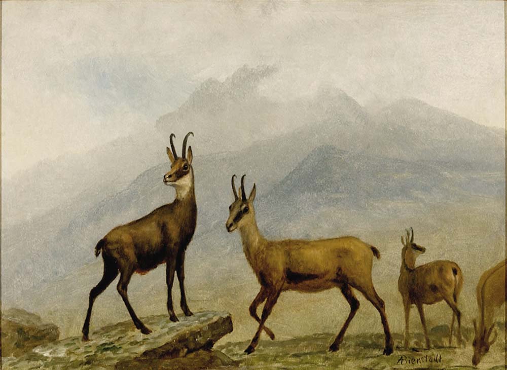 Albert Bierstadt Chamois oil painting reproduction