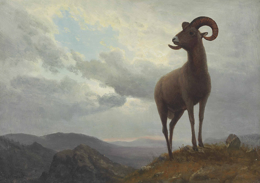 Albert Bierstadt Long Horned Sheep oil painting reproduction
