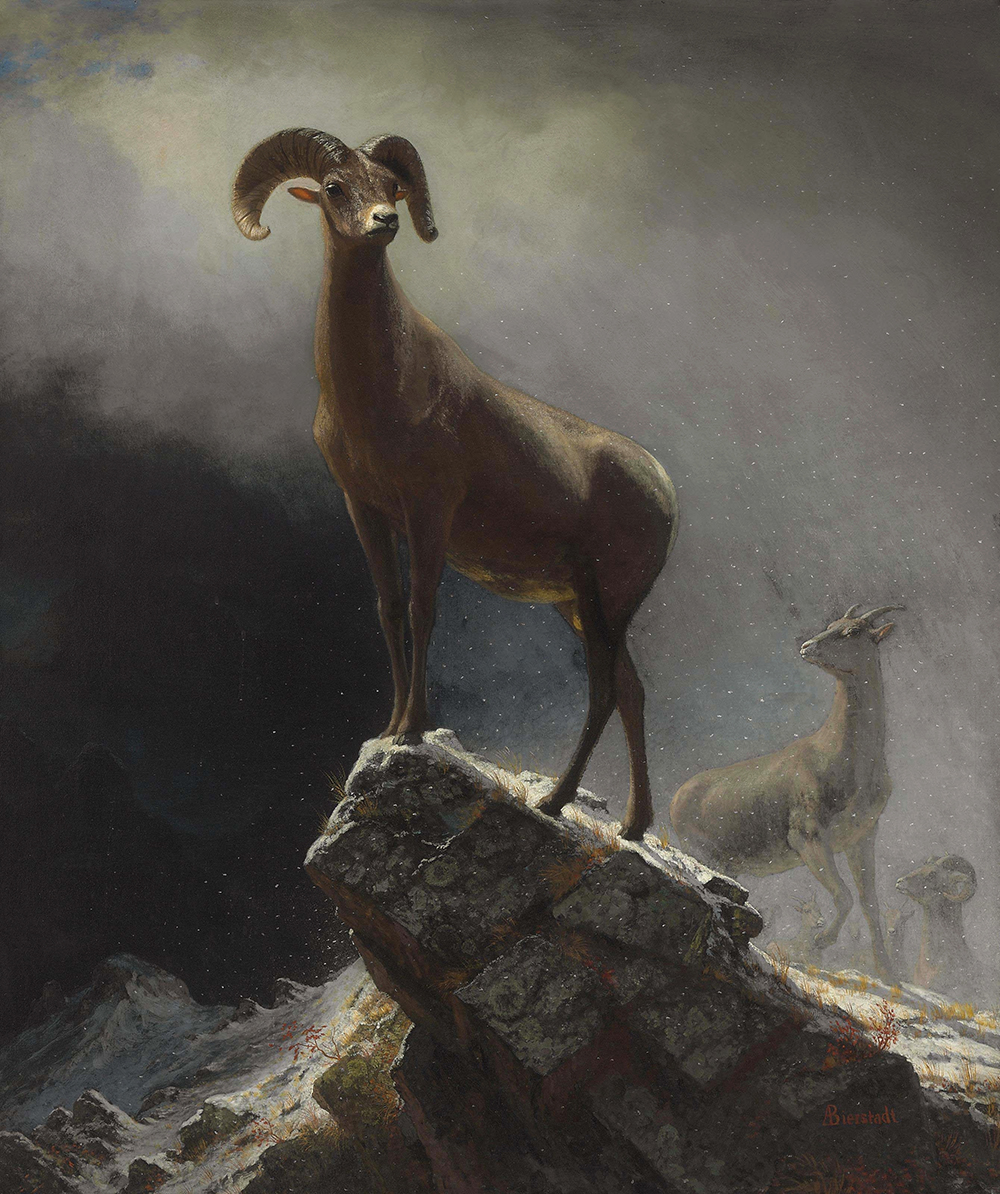 Albert Bierstadt Rocky Mountain Sheep or Big Horn, Ovis, Montana oil painting reproduction
