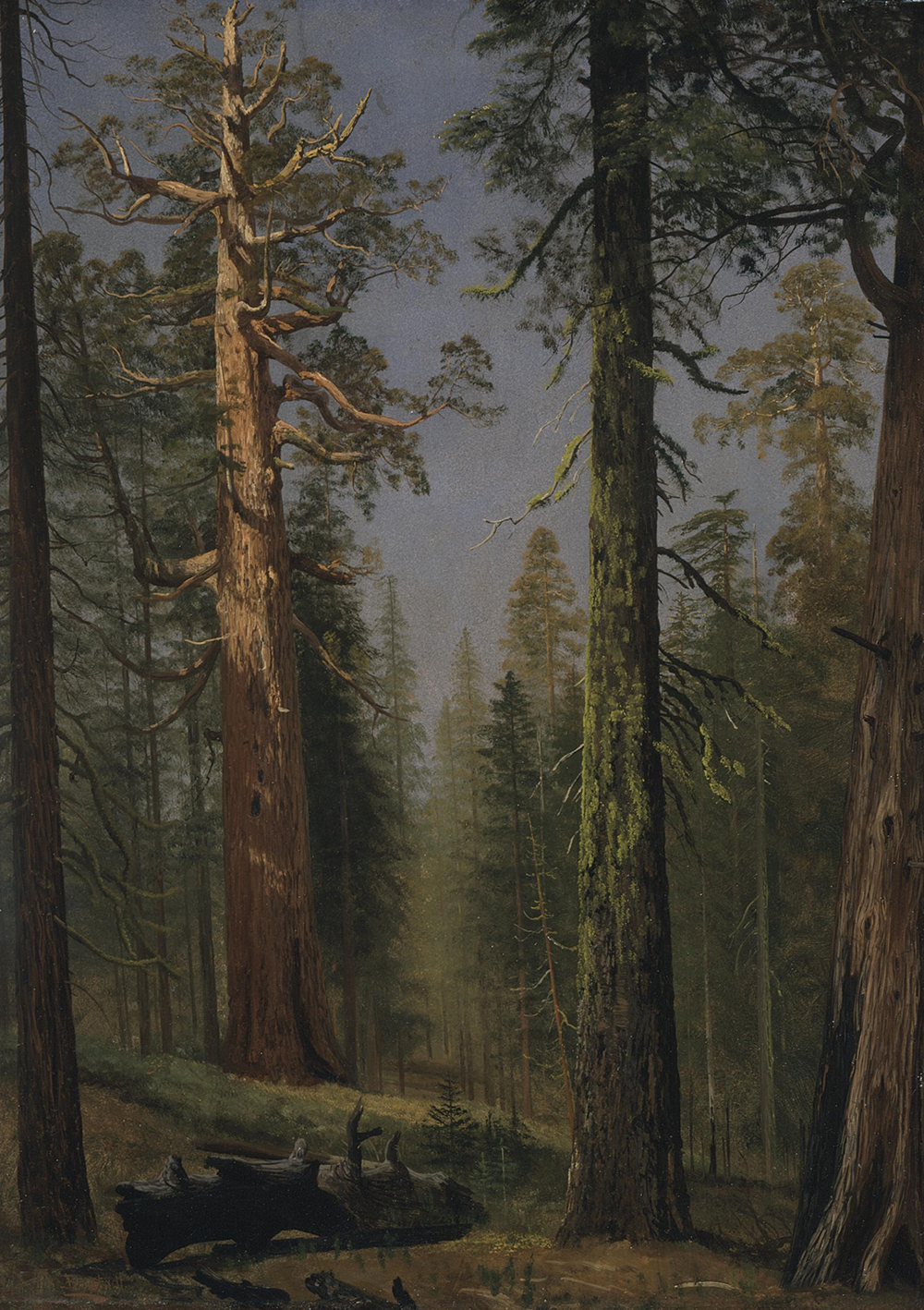 Albert Bierstadt The Grizzly Giant Sequoia, Mariposa Grove, California oil painting reproduction