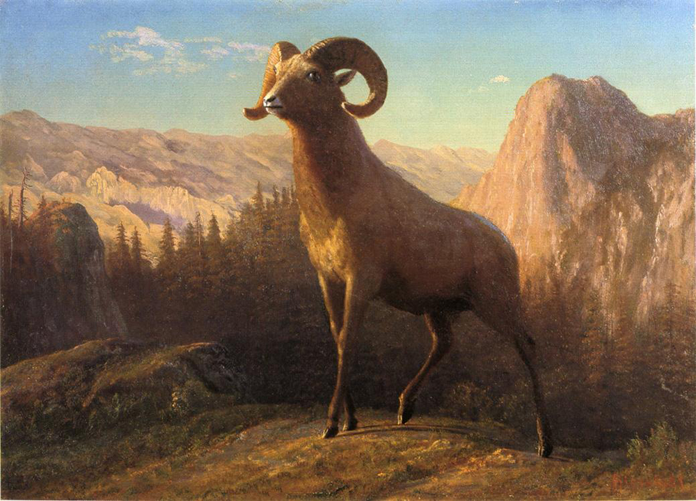 Albert Bierstadt A Rocky Mountain Sheep Ovis Montana oil painting reproduction