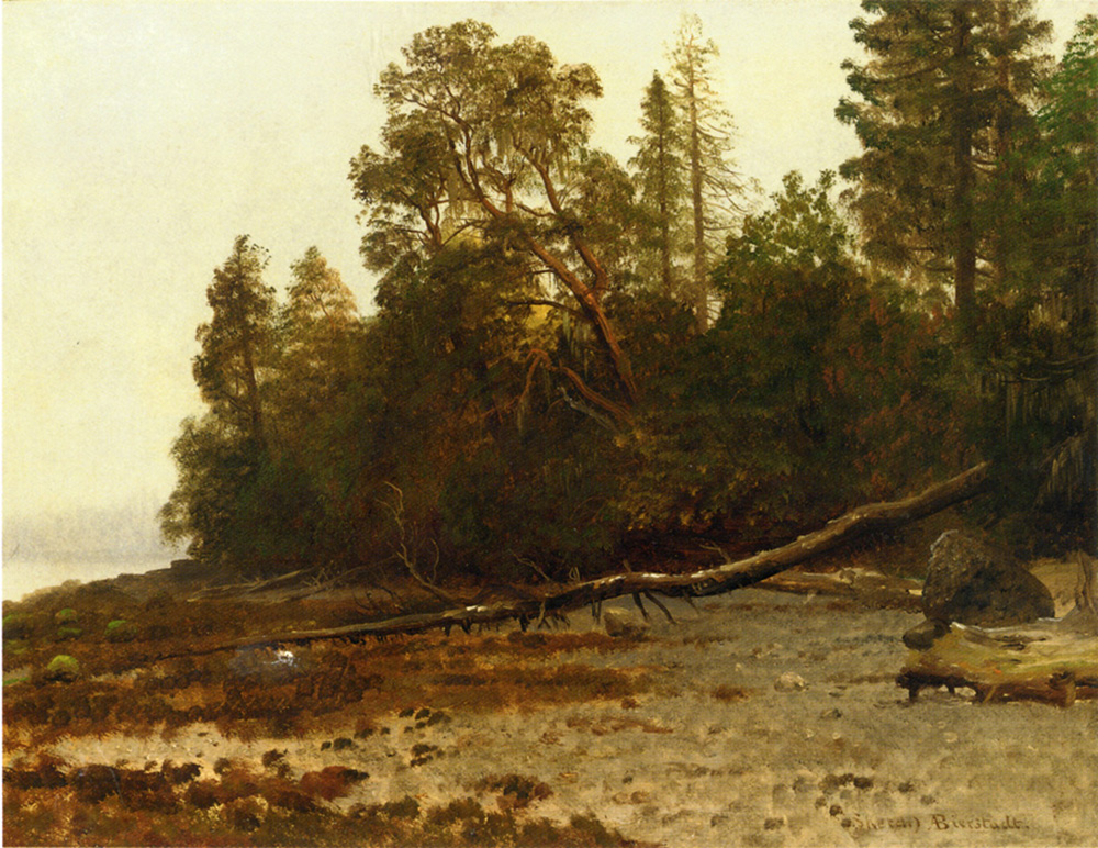 Albert Bierstadt The Fallen Tree oil painting reproduction