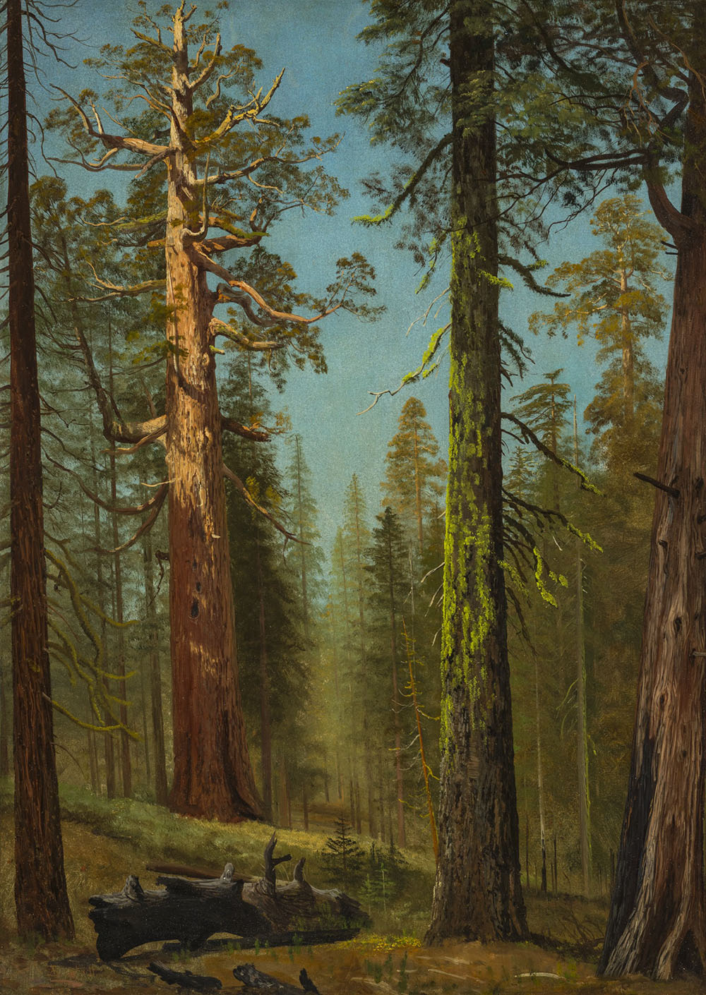 Albert Bierstadt The Grizzly Giant Sequoia oil painting reproduction