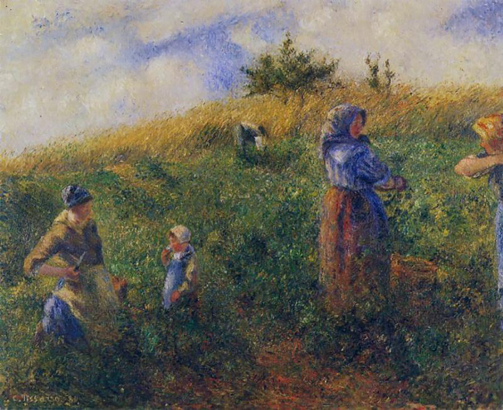 Camille Pissarro Picking Peas, 1880 oil painting reproduction