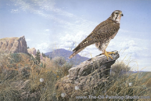Wildlife Art - Birds - Prairie Falcon painting for sale WL21