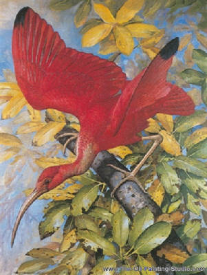 Wildlife Art - Birds - Scarlet Ebis painting for sale WL7