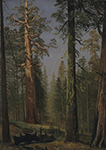 Albert Bierstadt The Grizzly Giant Sequoia, Mariposa Grove, California oil painting reproduction