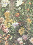 Gustave Caillebotte Chrysanthemes blancs et jaunes, jardin du Petit-Gennevilliers - 1893 oil painting reproduction
