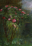 Gustave Caillebotte Rose Bush in Flower - 1884  oil painting reproduction