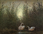 Caspar David Friedrich Schwane im Schilf (Zwei Schwane auf dem Weiher im Mondschein) (1819-20)  oil painting reproduction