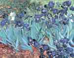 Vincent Van Gogh Irises oil painting reproduction