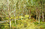Frederick Childe Hassam Spring Woods, 1921 oil painting reproduction