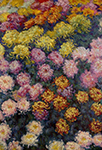 Claude Monet Bed of Chrysanthemums, 1897 oil painting reproduction