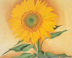 Georgia OKeeffe A Sunflower from Maggie oil painting reproduction