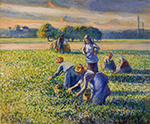 Camille Pissarro Picking Peas, 1887 oil painting reproduction
