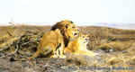 Lion and Lioness in the Bush painting for sale