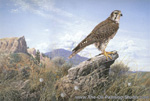 Prairie Falcon painting for sale