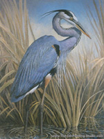 Great Blue Heron painting for sale